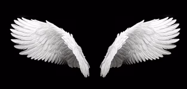 angelic white feathered wings isolated black 537415 3263